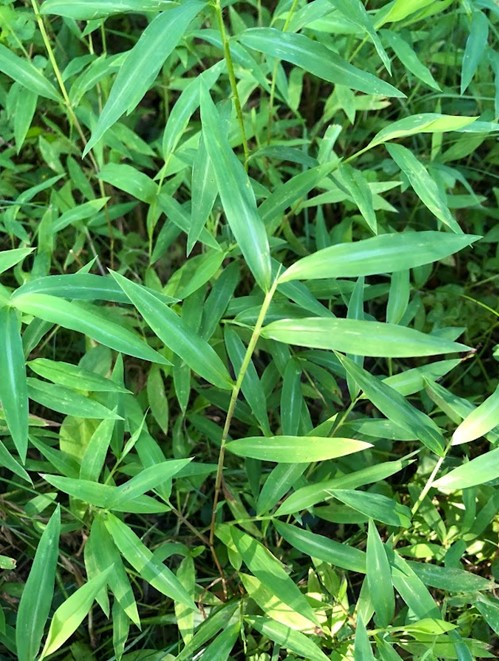 #InvasiveSpeciesofthe Month - Stilt Grass. Stiltgrass control is difficult, but the goal is removal or control before seed-set begins-mid-late August-sometimes earlier-to limit seed dispersal and germination next year. envirostewards.rutgers.edu/2023/08/18/inv… #InvasiveSpecies