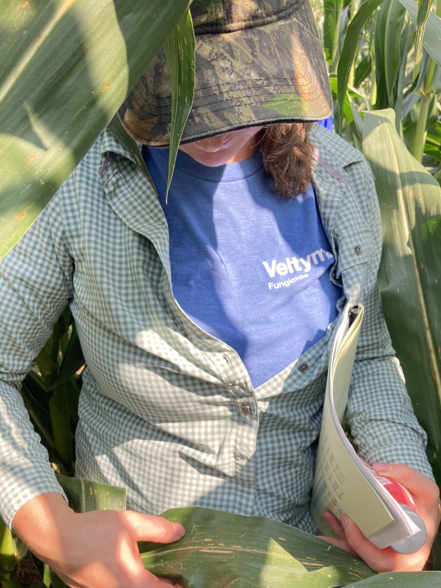 Looking at corn Fungicide future innovations at the Midwest corn fungicide tour! #SpottedTarSpot #Veltyma