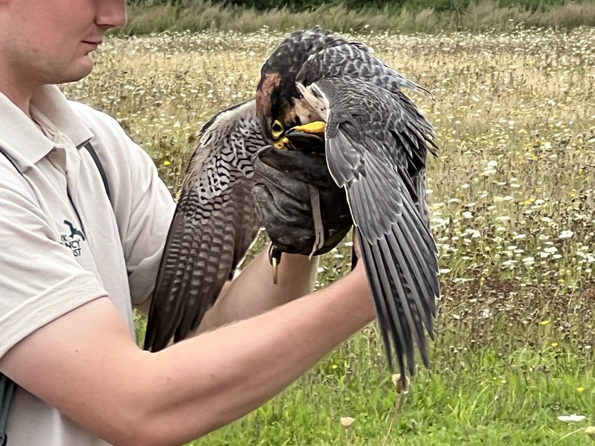 Chris_53munday's tweet photo. Fabulous day out with my 7year old granddaughter today at #hawkconservancy in Hampshire. https://t.co/JNfkYSc3dZ