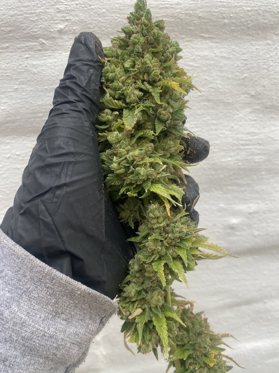 higheraclub's tweet image. Chocolope!! Preciosa