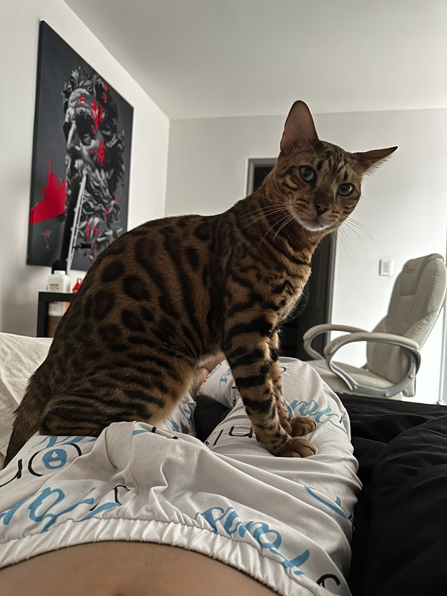 Rt si es lindo el Gato 👀 y Mira tu chat 
onlyfans.com/rigogomezb17