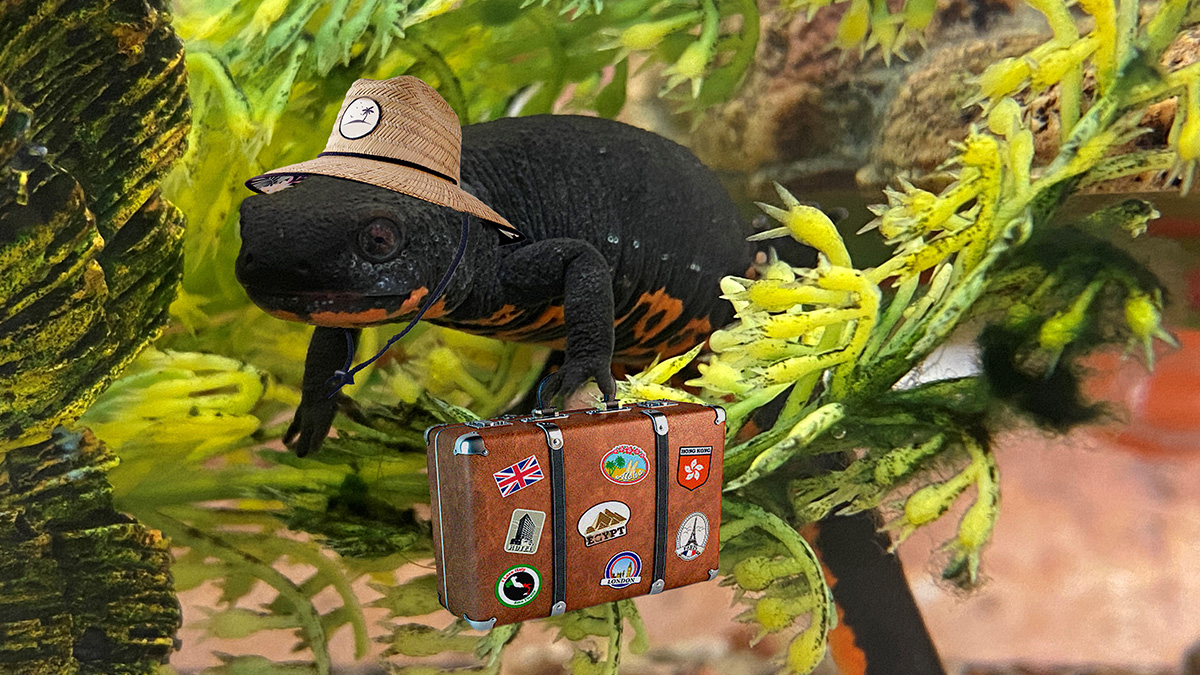 Have you met Evergreen Library's very own WAYNE NEWTON?  

This special guy is headed to the Evergreen Nature Center during the library's remodel -- where you can learn more about him while we work on building a more welcoming library, complete with a new children’s section.