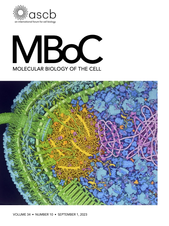 Thrilled to have this out! And David's beautiful drawing is on the cover! molbiolcell.org/doi/10.1091/mb… (pdf here: theroglab.org/publications ) cc: @janetiwasa @dsgoodsell @MargotRiggi @nothingtolius Hyun Kate Lee and Simon Curie