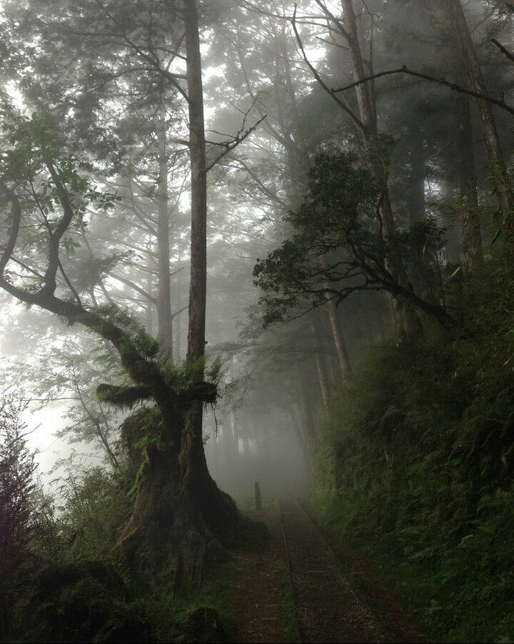 violettweets_'s tweet photo. foggy forest. https://t.co/ZZQF64qkSu