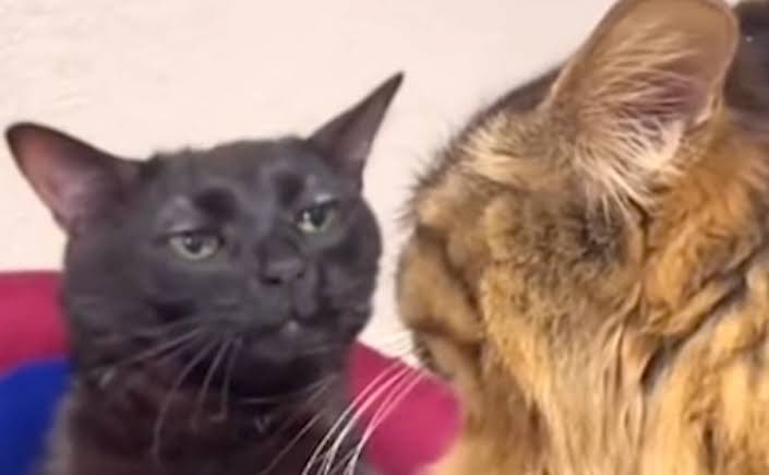 Entrada a CTE intensivo: 8 a.m.
Mi periodo de atención: 8-8:10 a.m.
El resto del tiempo yo: