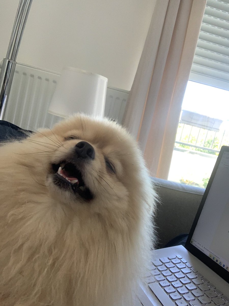 Juste mon chien quand il vient réclamer des papouilles alors que je bosse…