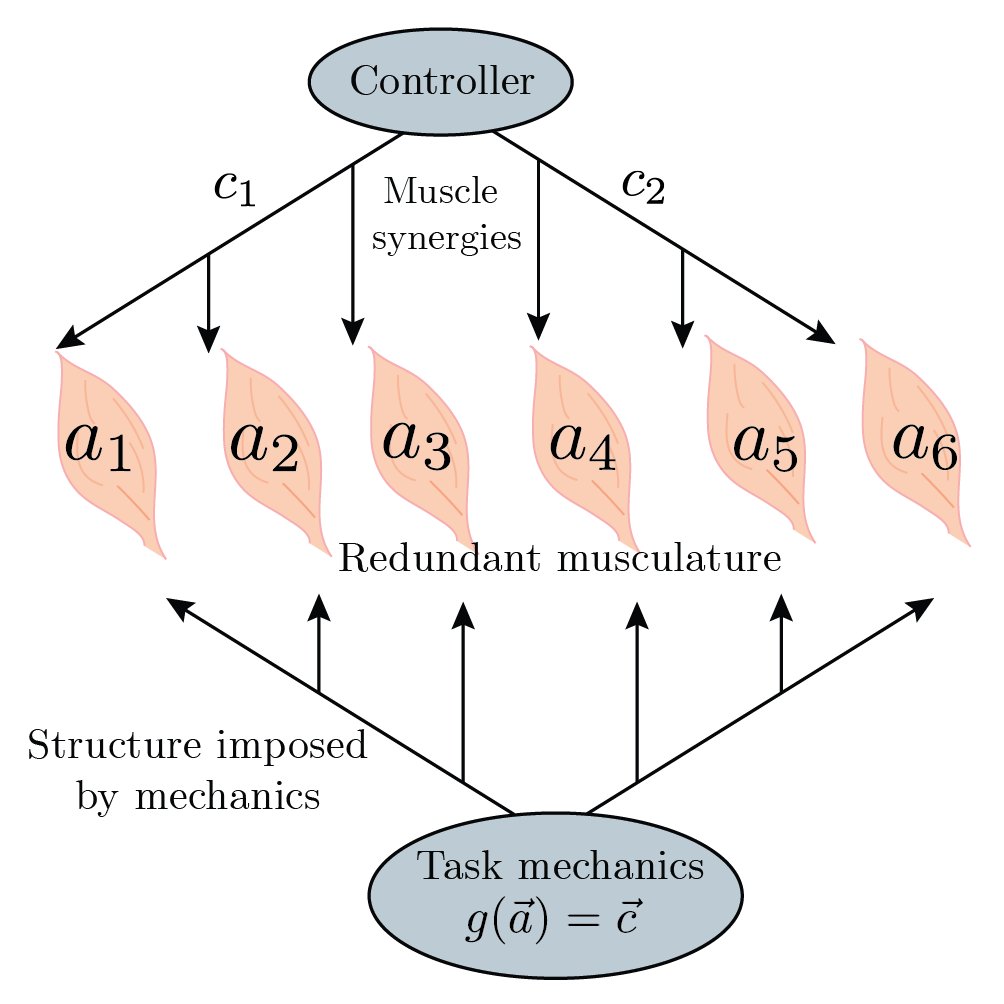 Excited to share my preprint titled 'The minimum intervention principle of optimal control relates the uncontrolled manifold to muscle synergies': biorxiv.org/content/10.110… (1/3)
