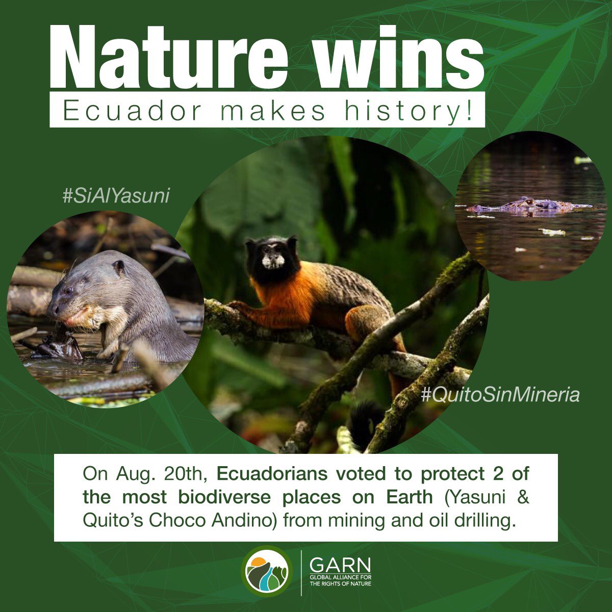garnglobal's tweet photo. 🌿🌎🎉 HISTORIC WIN for Nature in Ecuador! 

Ecuadorians have spoken loud and clear, choosing to protect Yasuní and Quito’s Chocó Andino from mining and oil drilling. 🙌🦋

This is a victory for our planet and the #RightsofNature! 💚🌏 https://t.co/5w45ufr5si