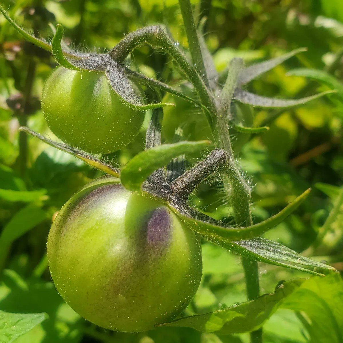 Gardeners what's your favorite thing to grow? 

etsy.com/shop/DulcedeLa…

#growyourownfood #etsy #mondaythoughts #etsystore #GardeningX #GardeningTwitter #smallgarden #variety #favorite #fruits #vegetables #summer #fall #FoodSecurity #tomatoes #heirloomtomatoes #heirloomvegetables