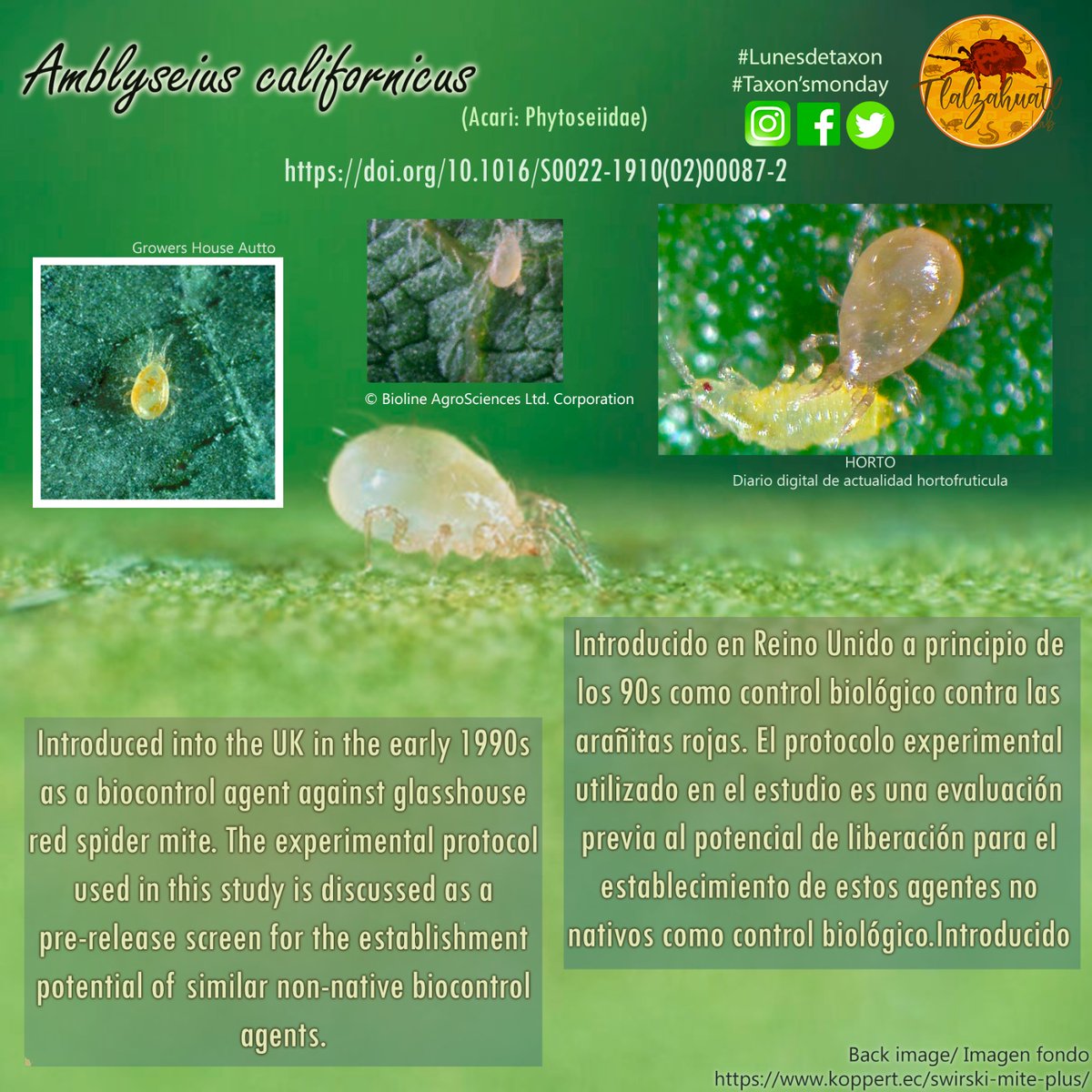 TlalzahuatlLab's tweet photo. #TaxonMonday 179
🕷️🔬 Our partner @DrangeluLu illustrates some important mites as biological pest controllers.
- - -
#LunesDeTaxón 179
🔬🕷️ Nuestra compañera @DrangeluLu nos ilustra unos ácaros importantes como controladores biológicos de plagas. https://t.co/BeMNJllUk9