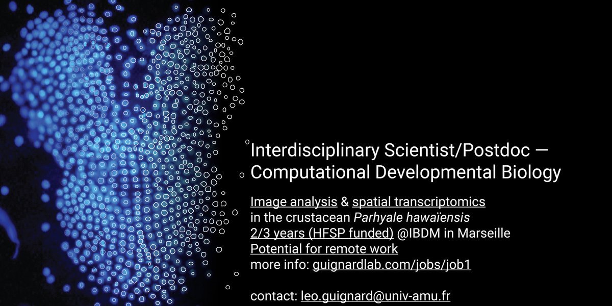 📢Join us in Marseille for an exciting #postdoc opportunity at the crossroads of Computer Science and DevBio!
Dive into a collaborative <a href="/HFSP/">HFSP</a> funded project, unravelling embryogenesis bilateral symmetry🦐
You are curious and creative: contact us!🧑‍💻
You know someone: tell them!🤓