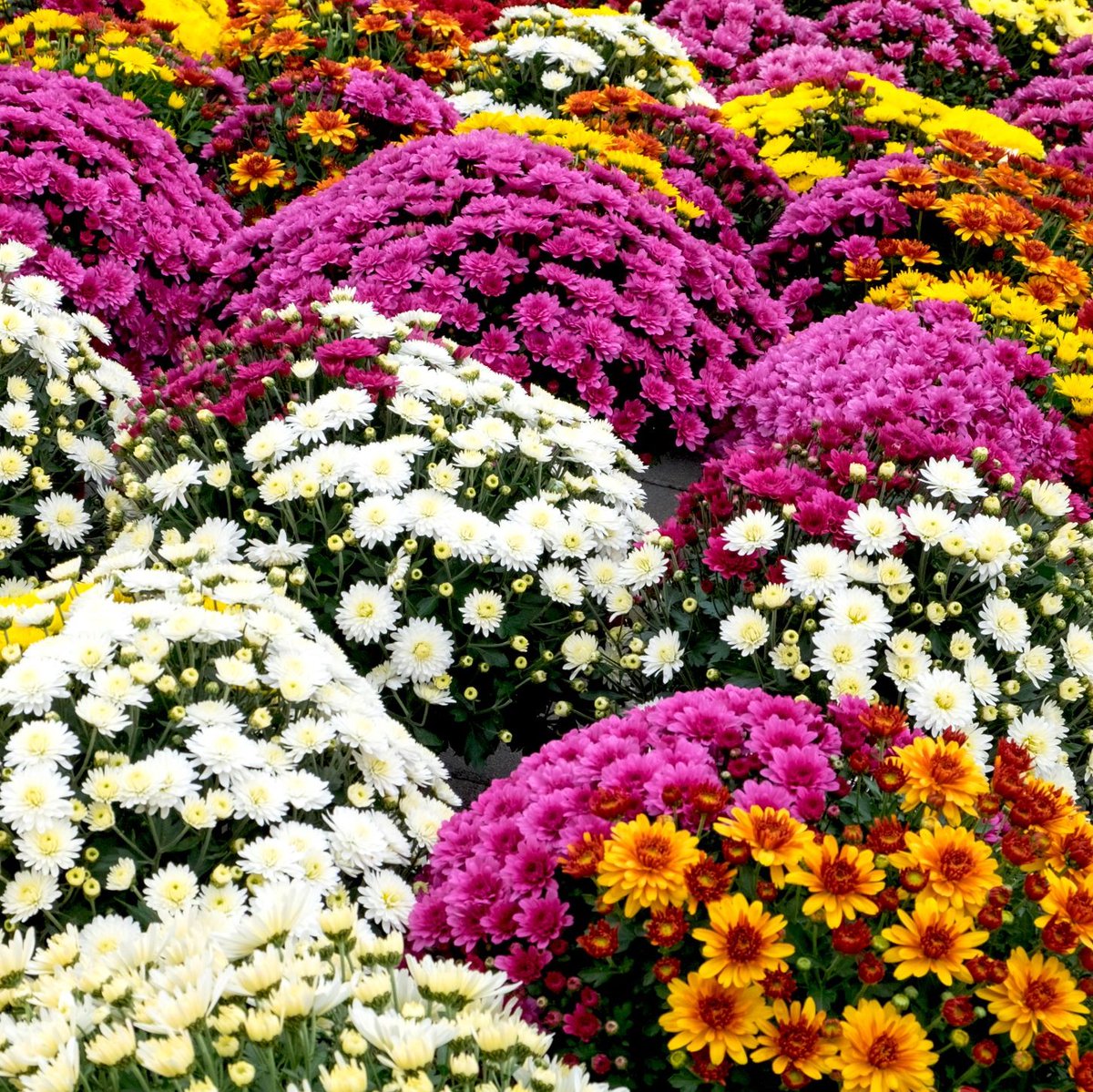HFParks's tweet photo. Today is the day... The Irons Oaks Foundation Mum Sale is live!

Shop this year's selection of mums. Prices are $15 each and $13 for 3 or more.

This year there is even a delivery option (a fee applies).

Click here to shop: https://t.co/FhHJrki2Fm https://t.co/MS2TwlDXfR