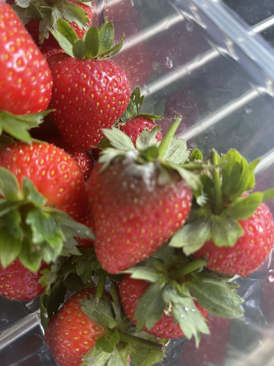 Deej007's tweet photo. @waitrose Hi there, I'm pretty unimpressed by the first strawberry I pluck out of the container I purchased today to be covered in mould, yuk https://t.co/JntiYTOBu0