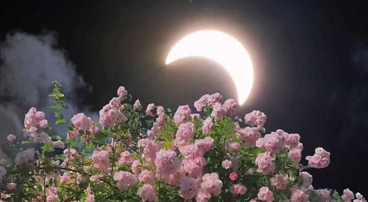 piinkibun's tweet photo. moon &amp; flowers https://t.co/FkEszziVDr