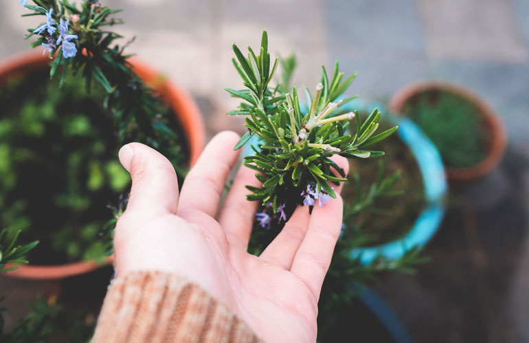 Are you thinking about #growing #rosemary? If so, you may be interested to know what #soil this highly-scented plant prefers - allthatgrows.co.uk/herbs/the-best…