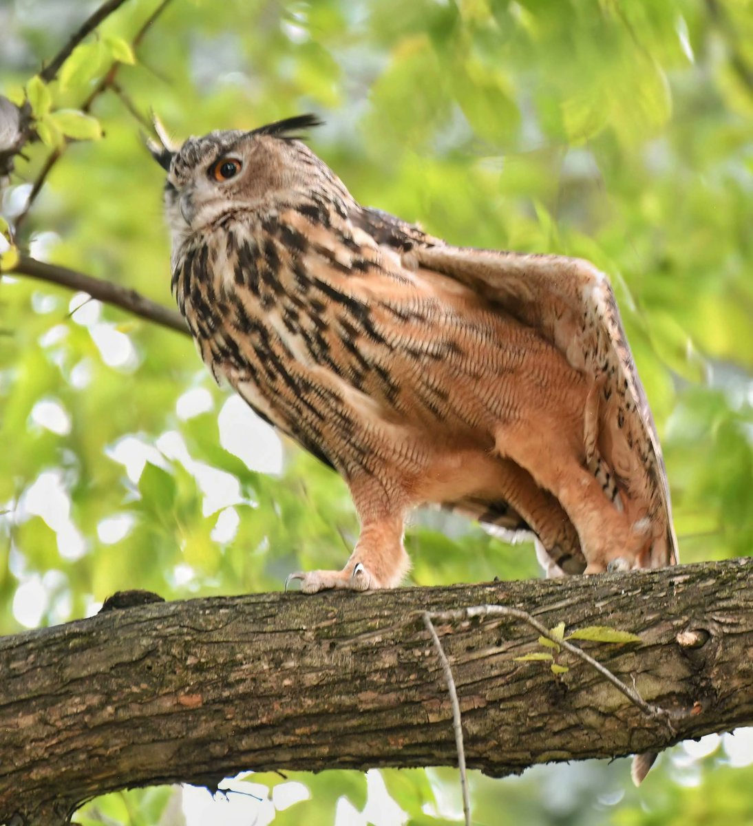 BirdCentralPark's tweet photo. Flaco the Eurasian Eagle-Owl stretches both sides as part of his pre-flyout routine, near the Tennis Courts in Central Park. 🦉 ♥️ 🎾 https://t.co/XB3WbbKtHm