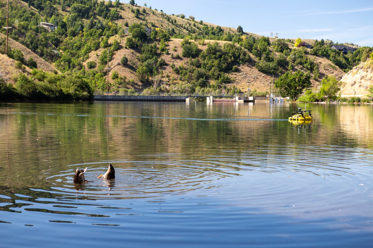 USUWaterLab's tweet photo. Diving headfirst into our research #monday morning like:
Just testing out the monitoring robot (the yellow boat, not the ducks)
#firstdam #waterresearch #birdsarentreal https://t.co/qESHgpNgy8