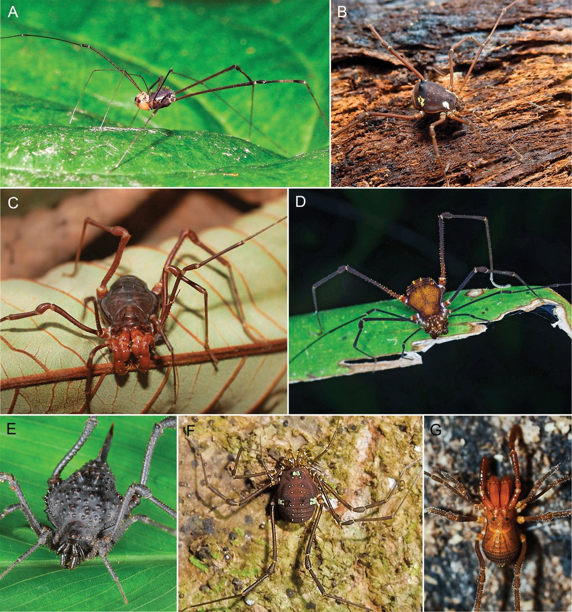 This study provides a comprehensive updated summary of the armored #harvestmen species found in Colombia🇨🇴 and describes 3 #NewSpecies.

🔗Read more: doi.org/10.3897/zookey…

@MuseuNacional