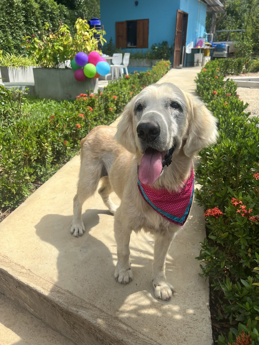 NiallHarbison's tweet photo. If ever you thought everything was bad in the world this short thread will help change your mind…
Rescue dog Tina passed at the weekend. People all over the world did nice things in her honor but 2 boys in England had an especially perfect tribute… (1/5) 🧵 https://t.co/Ectu7s5LRx