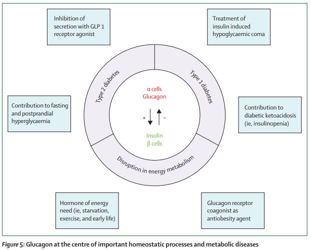 The Lancet Diabetes & Endocrinology tweet media