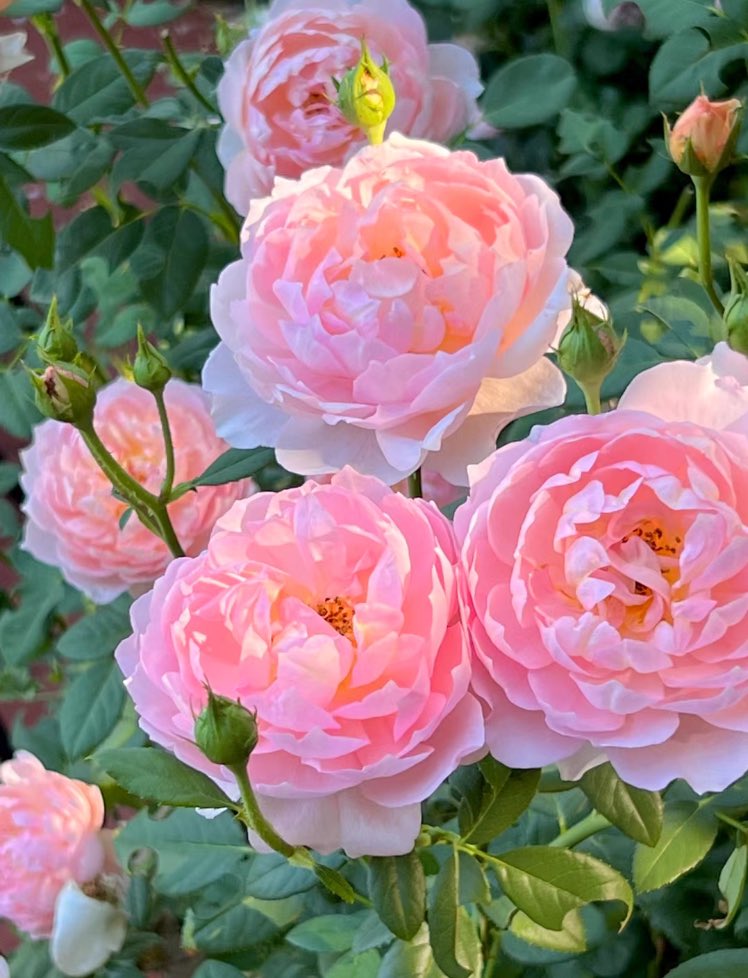 piinkibun's tweet photo. flowers make me so happy https://t.co/BCxmvJV3mG