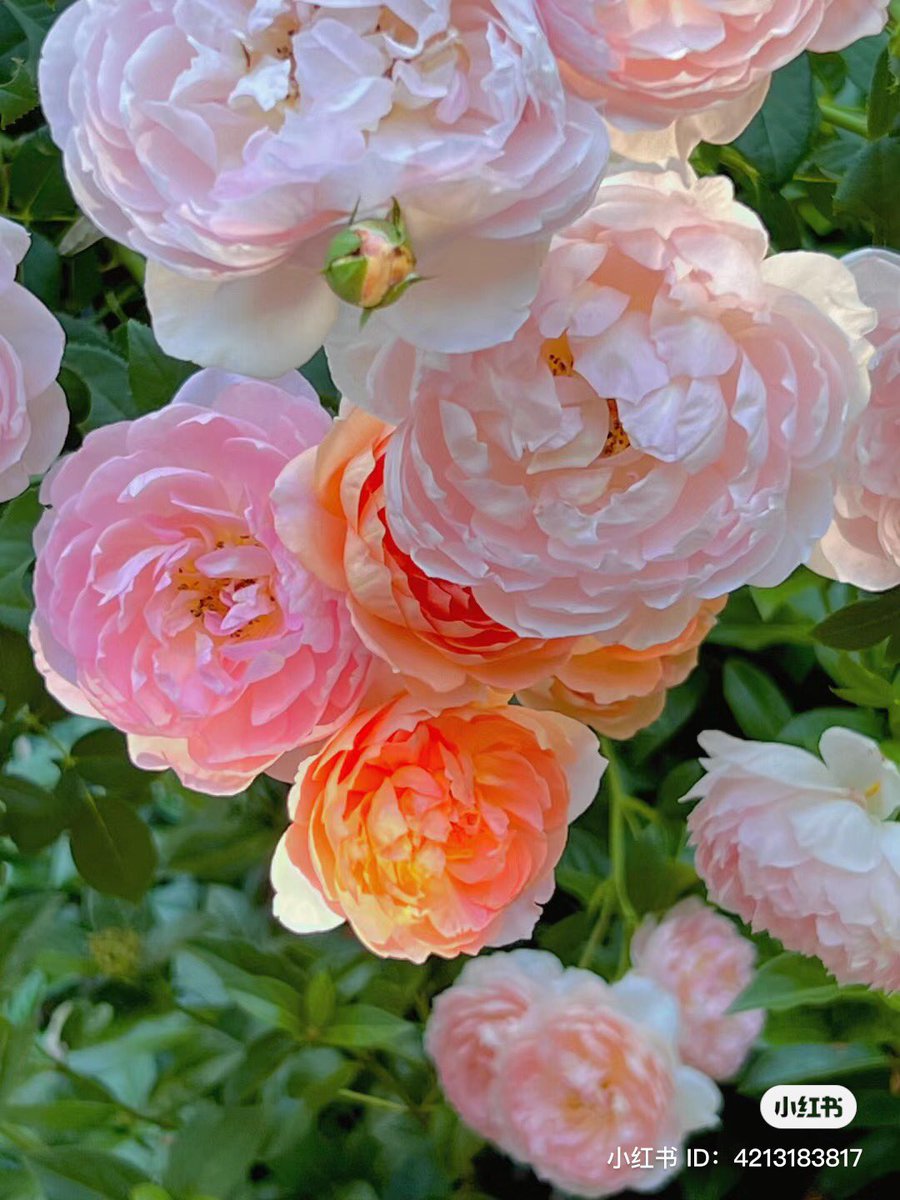 piinkibun's tweet photo. flowers make me so happy https://t.co/BCxmvJV3mG