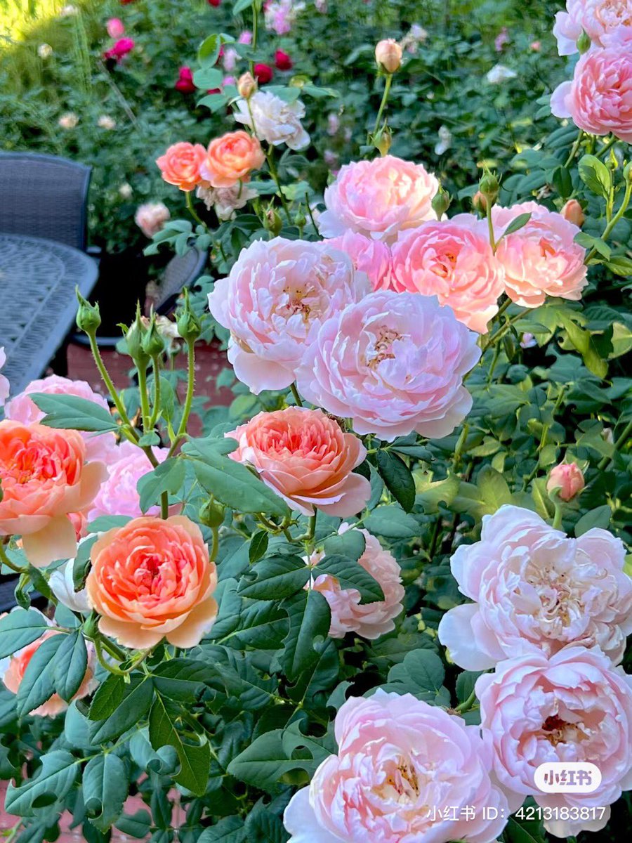 piinkibun's tweet photo. flowers make me so happy https://t.co/BCxmvJV3mG