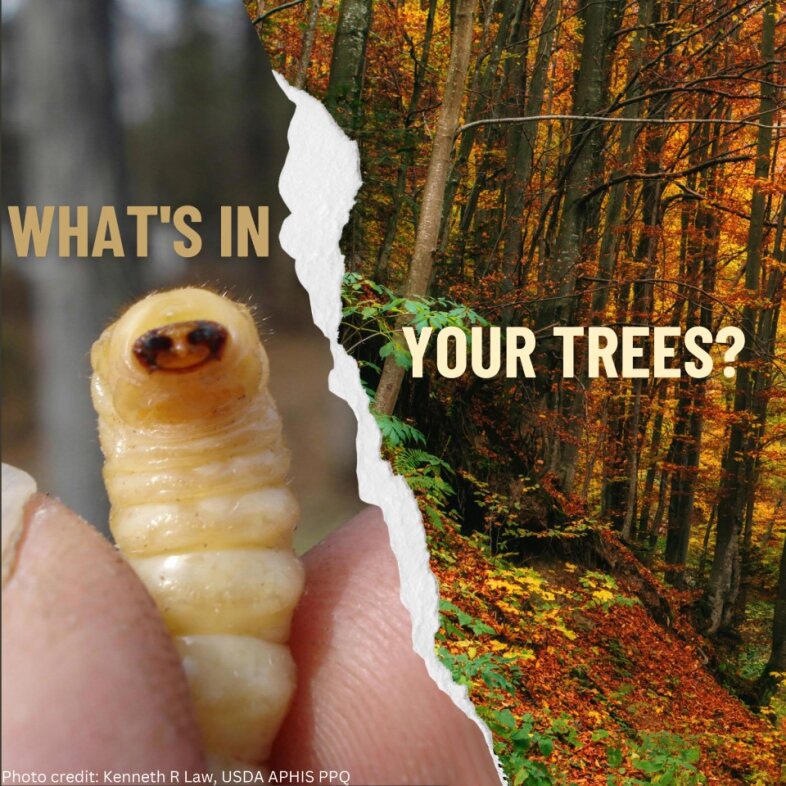 Is something eating your trees? It's Tree Check Month! Take 5 minutes to check your trees for signs of insect attacks, especially Asian longhorned beetle (bit.ly/3QyYMNl) and report any finds #ALB #TreeCheckMonth <a href="/USDA_APHIS/">USDA Animal and Plant Health Inspection Service</a> <a href="/StopALB/">ALB Eradication</a>