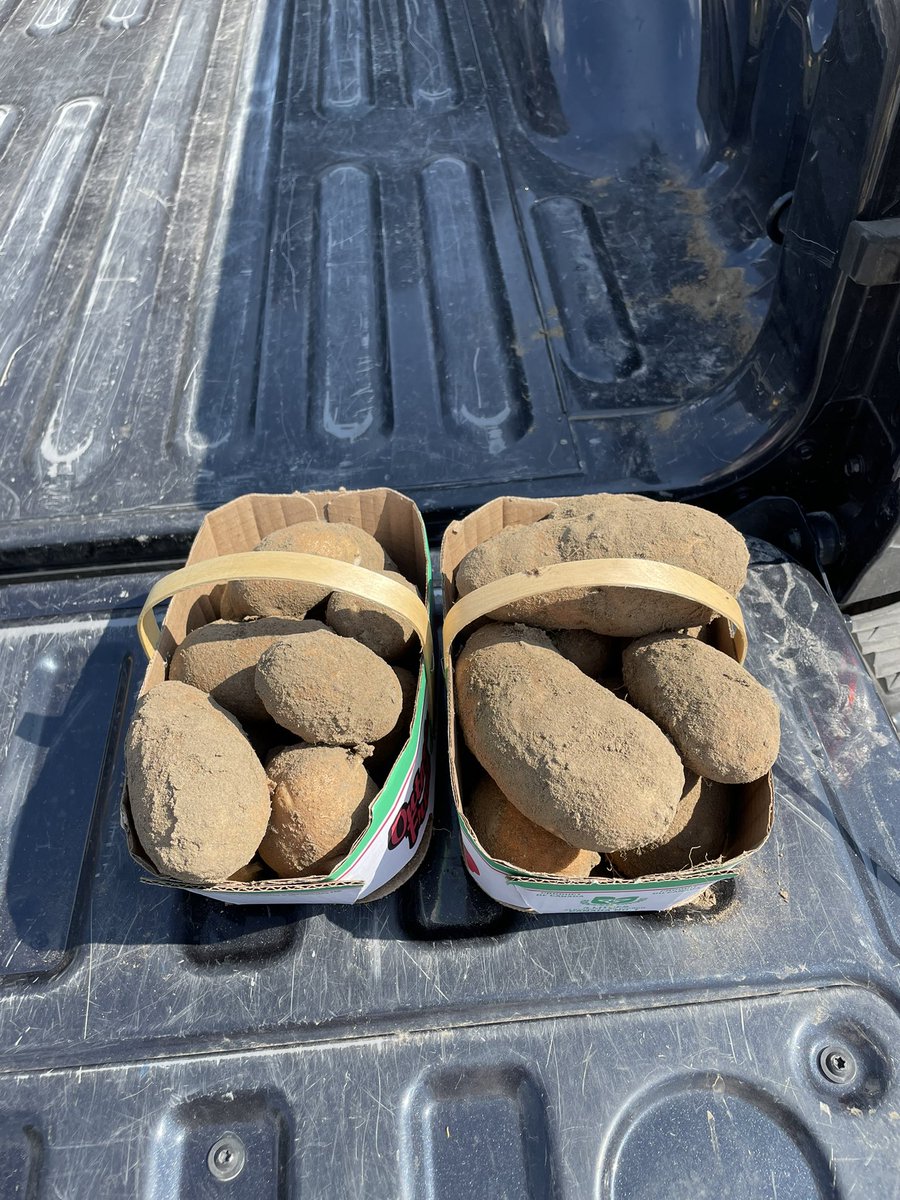 Curtistehpro's tweet photo. Frontier russets ready for MH, we are gearing up for a nice crop this year. 

Sweet corn is in full swing and the days are getting busy! It’s farming time! https://t.co/VrZz4iF5eN