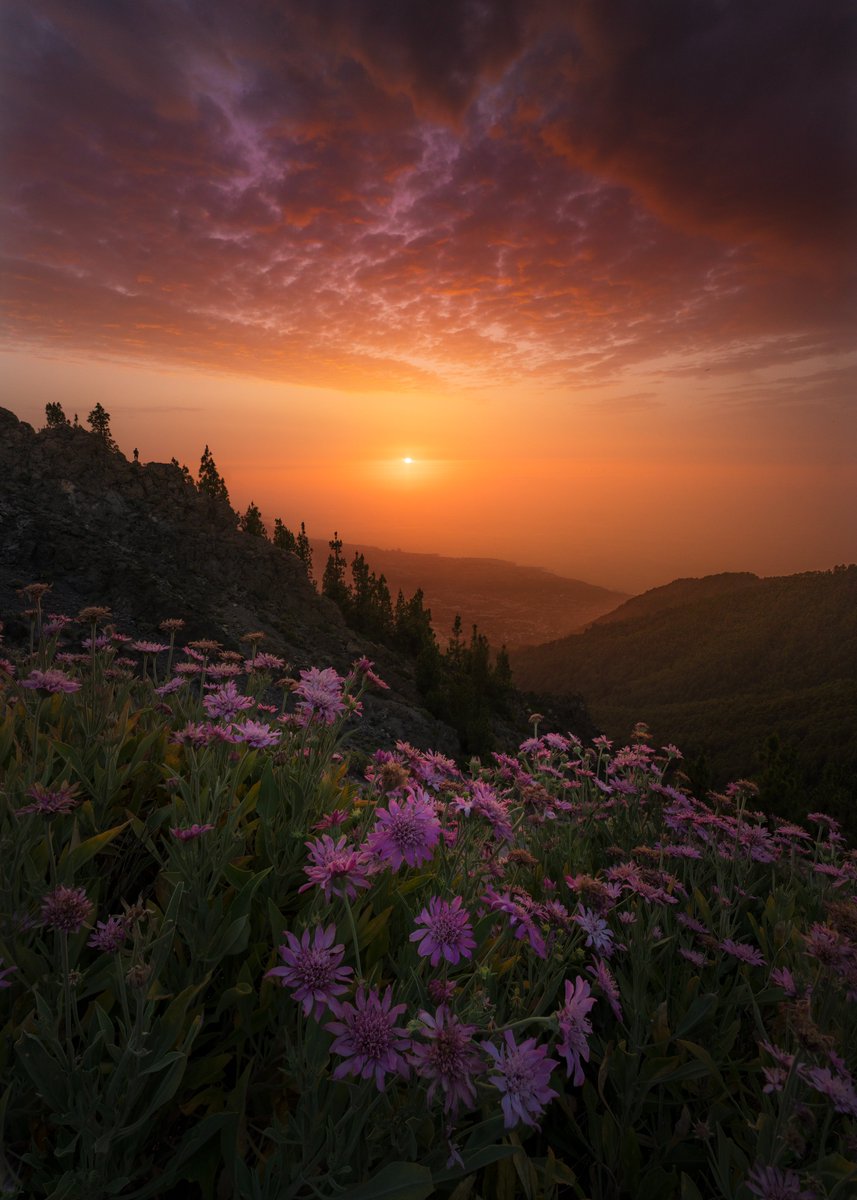 En el área de los miradores de Ayosa podíamos encontrar endemismos como la pajonera de Ayosa o el rosalillo de cumbres, este último habiendo estado amenazado décadas atrás y estando en clara recuperación. Hasta ahora.