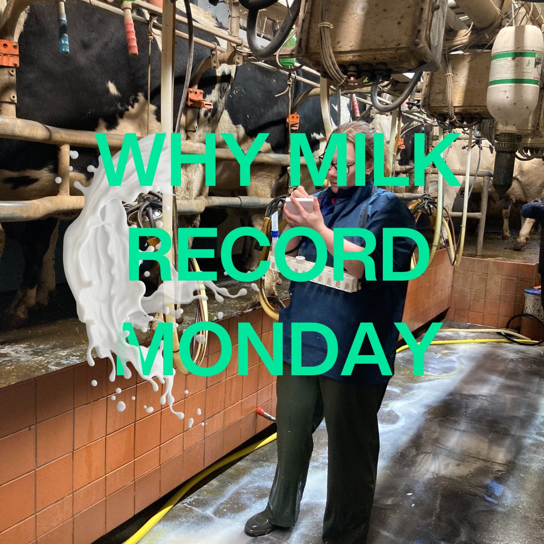 NMRgroup's tweet photo. Each week we will look in to a benefit of milk recording!🥛

Milk recording customers can access their herds genetic report to determine their strengths and weaknesses and make informed decisions about their future potentials within the herd🐮

What do you find most beneficial? https://t.co/YnXGbEs4tg