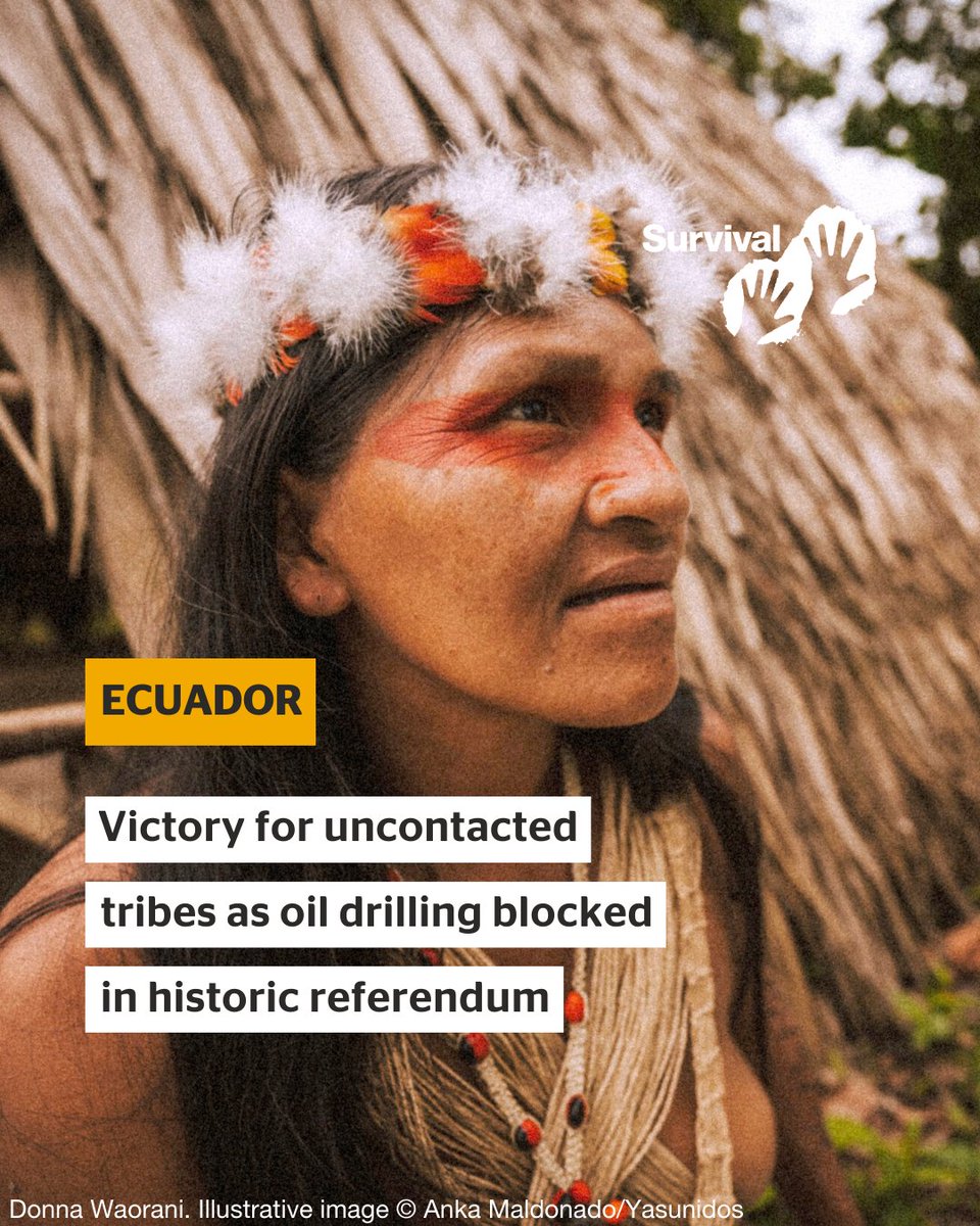 Victory for #UncontactedTribes in Ecuador! 🏹✊ In a historic referendum, a majority of Ecuadorians voted to block oil extraction in #UncontactedTribes’ territory in the Yasuní National Park, which is one of the most biodiverse places in the world. survivalinternational.org/news/13723 1/