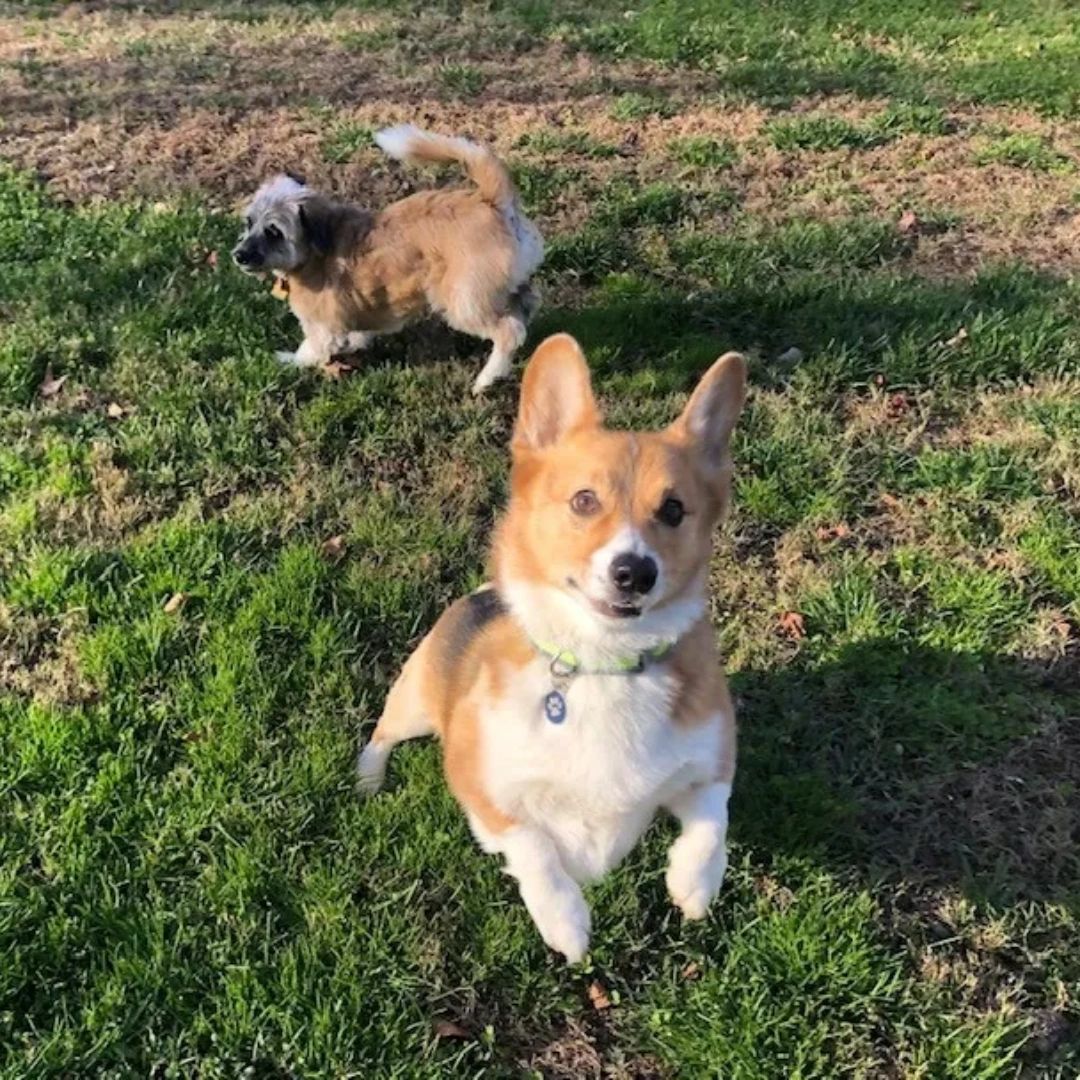 We always love learning about our clients! Tell us a few fun facts about your pets personality and overall nature by leaving a comment below. 🥰 #WeLovePets