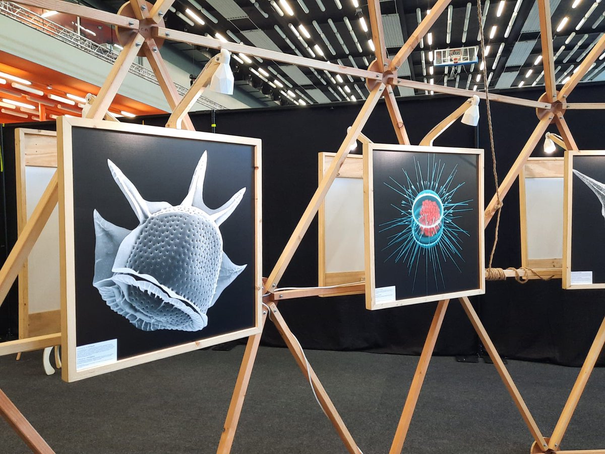 Sektion Phykologie tweet media