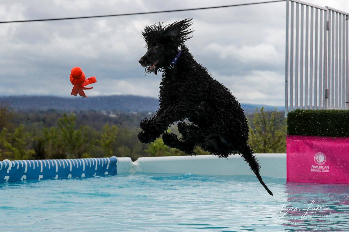 IWSAmerica's tweet photo. Clancy (Realta's Clancy NAP NJP SCN RATO DM DSA ASA CGC TKN)
Loved by Edith Blackwell - Photo by Dean Lake
#IrishWaterSpaniel #IWSCA #DogsOfTwitter #RareBreeds #HappyDogs #Dog #Spaniels #SportingDogs #DockDiving #AirDogs #FlyingDogs #NADD @IvePetThatDog @AKC_Gazette @AKCDogLovers https://t.co/TrohVRiT0c