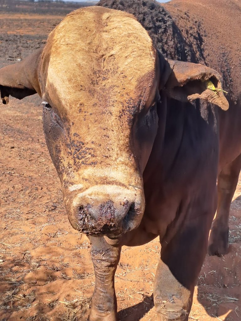 ThaboDithakgwe's tweet photo. Farms in Kagisano-Molopo are under fire💔💔💔 https://t.co/Wm9wG91AsV