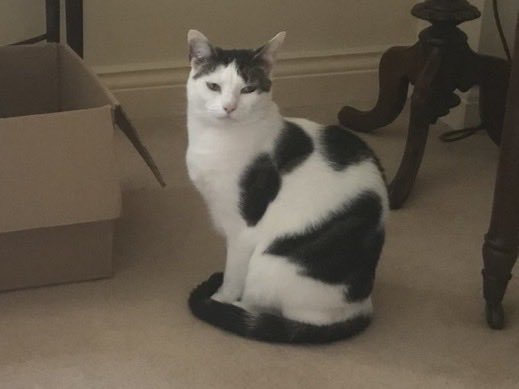 MISSING - Rizzo hasn’t been seen since she was let out at 5am this morning. She doesn’t normally stay outside long. She belongs to ⁦@RachaelDyche⁩ who lives near the former Chase Hotel in #RossonWye nr #Hereford. If you see her please call us 01432 277543 #missingcat