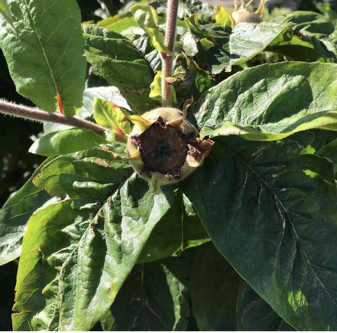 Have you ever wondered what a #medlar is? There are several medlar trees in #DulwichPark (pic). You can hear all about the history of this strange fruit and its fruity nicknames at a talk by Jane Steward <a href="/BellHouseNews/">Bell House</a> on 13/9: info here: bellhouse.co.uk