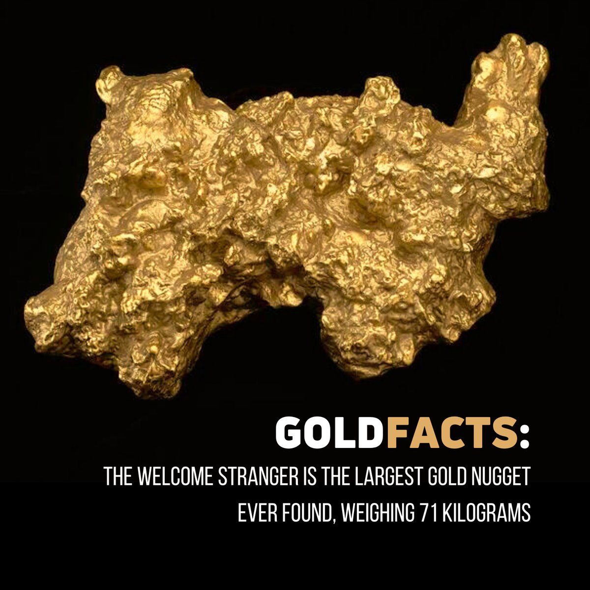 STLLRgold's tweet photo. Gold facts: The Welcome Stranger is the largest gold nugget ever found, weighing 71 kilograms! It was discovered in Australia in 1869 and would be valued at approximately $4 million dollars today.
#gold #investing #miningfacts #goldfacts #goldreserve #welcomestranger #goldnugget https://t.co/1Tz458SkC7