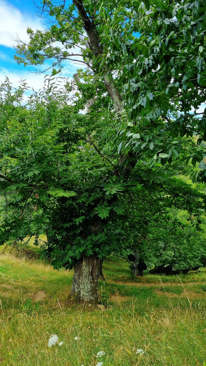 @chikadancesalot Got the first draft of a poem for #PoetsDay ?

 (:💚:)

#HappyPoetsDay
@chikadancesalot 💚

#DébutDeSemaine 
#ArbreDuMatin
#woods #trees #mondaythoughts #WritingCommunity #poetrylovers & #AspiringTrees

🙏🏻
:)(:
💚