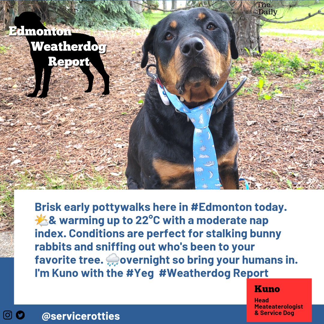 Brisk early pottywalks here in #Edmonton today. 🌤&amp; warming up to 22°C with a moderate nap index. Conditions are perfect for stalking bunny rabbits and sniffing out who's been to your favorite tree. 🌧overnight so bring your humans in. I'm Kuno with the #Yeg   #Weatherdog Report