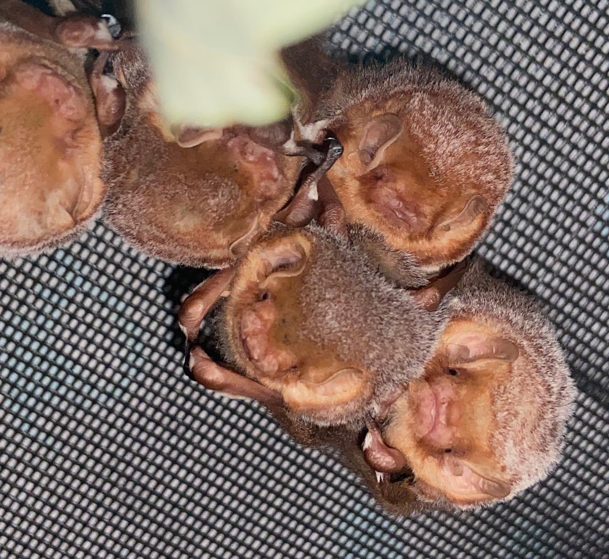 We are sure going to miss these little orange nuggets but they are ready to venture into the world. Until then we are going to soak up all the floofs before they leave ❤️

#pabatrescue #savepabats #lasiurusborealis #easternredbat