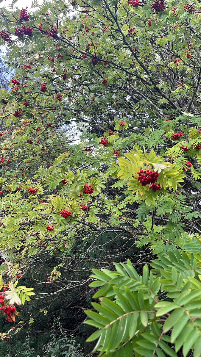 Dr. Gaele Macfarlane tweet media