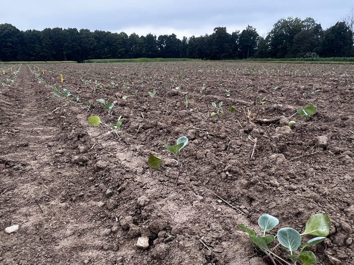 🇨🇦🇺🇸 Lynn Sosnoskie 🇺🇸🇨🇦 (@lynnsosnoskie) on Twitter photo Screen of novel PPO inhibitors for use in Cole crops. Collaborative research with Thierry Besancon at <a href="/RutgersNJAES/">Rutgers NJAES</a> I believe we work best when we work together to serve regional growers. <a href="/CornellCALS/">Cornell CALS</a> <a href="/CornellAgriTech/">Cornell AgriTech</a> Screen of novel PPO inhibitors for use in Cole crops. Collaborative research with Thierry Besancon at <a href="/RutgersNJAES/">Rutgers NJAES</a> I believe we work best when we work together to serve regional growers. <a href="/CornellCALS/">Cornell CALS</a> <a href="/CornellAgriTech/">Cornell AgriTech</a>