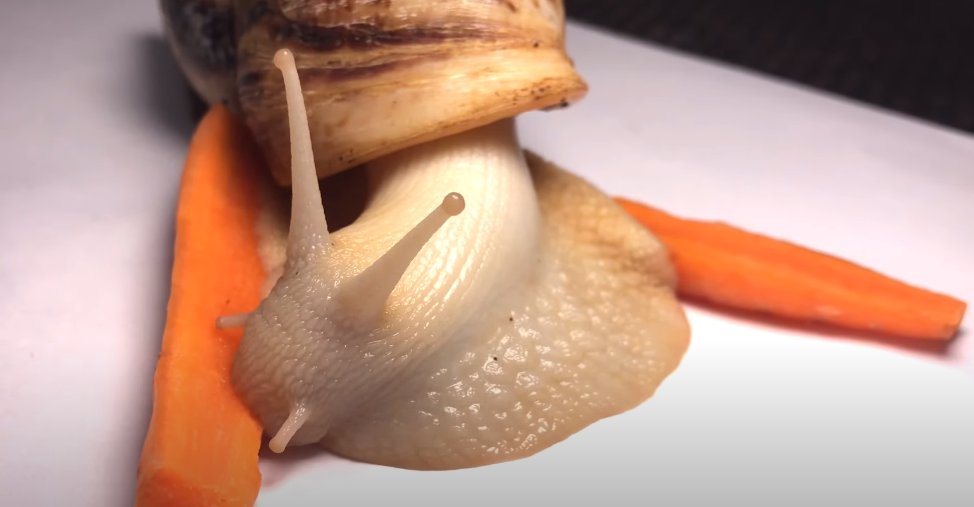Dungdbvn's tweet photo. He is eating carrot #eating #cute #animal #snail #eating #timelapse #cute #animal #pet #funny #relaxing https://t.co/RrGB2dPngv