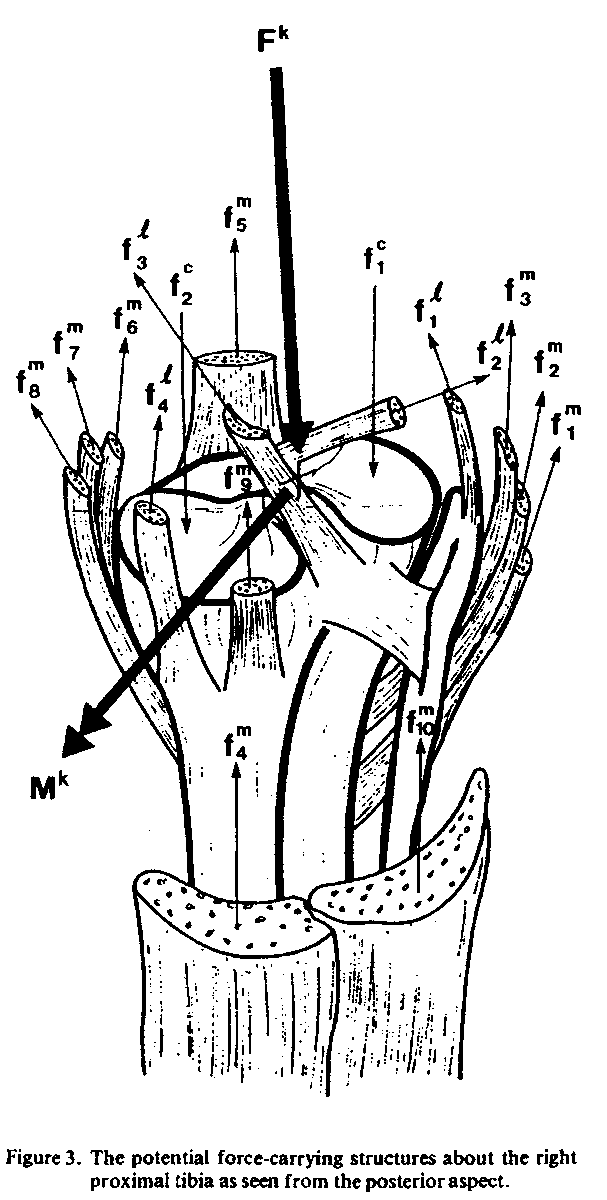 One of my favorite figures from any biomechanics article (Crowninshield &amp; Brand, ESSR, 1981).
There is a lot of anatomy behind the net forces (Fk) and net moments (Mk) that we get from joint-level inverse dynamics analyses. #biomechanics