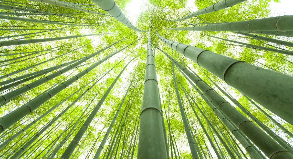 TheNotionBros's tweet photo. @TraceyMarieK Have you heard about the chinese bamboo? 

For the first 5 years, it doesn't show any upwards growth. It spends the time creating strong and powerful roots. 

Once it's done, it will grow an astonishing 90ft in 5 weeks. 

Be patient, keep growing your roots, success will come. https://t.co/CsYiuBL8tr