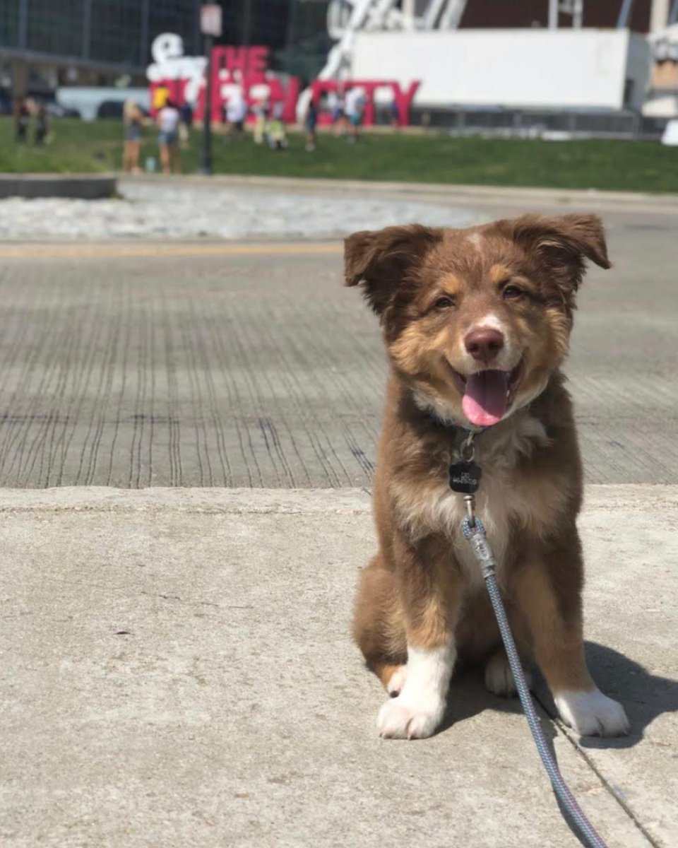 🌞 We're celebrating the #DogDaysofSummer! 

Let's start the week with a smile, like this adorable pup from dogsofcincy (IG).