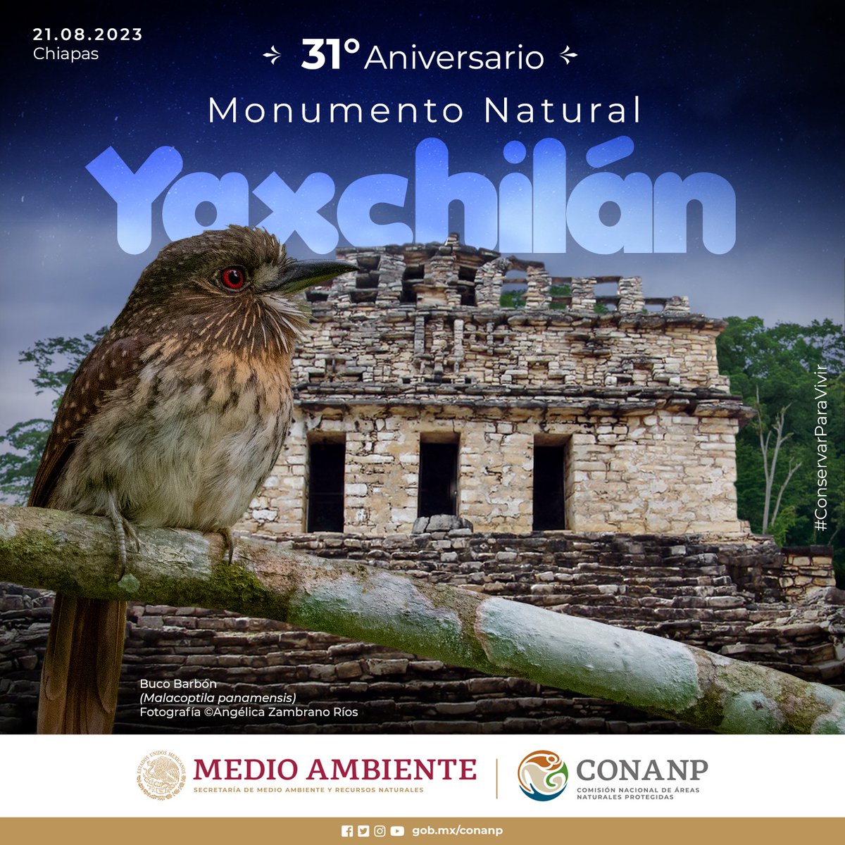 ¡Se cumplen 31 años del decreto del Monumento Natural #Yaxchilán como #ÁreaNaturalProtegida! 🥳🎉 Zona de selva con especies emblemáticas como la #GuacamayaRoja y el #MonoAullador. 🐒🌳 #ConservarParaVivir 🦋🐝🦜🐆🐊🦩🌿🌻🐾🌲