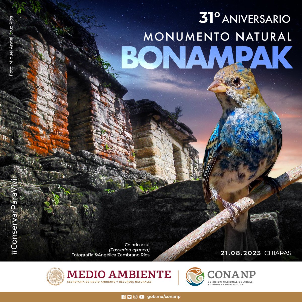 La zona arqueológica del Monumento Natural #Bonampak, en Chiapas, es famosa a nivel mundial por sus hermosos murales pintados que describen las costumbres de los antiguos mayas. 🍃 ¡Feliz aniversario, 31 años de su decreto como #ANP! #ConservarParaVivir 🍄🌿🪶🕷️🐒🐆🦎🦇🐾🦜🐊🌸